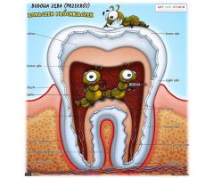 Ryciny medyczne, naukowe, anatomiczne do publikacji naukowych na zmówienie